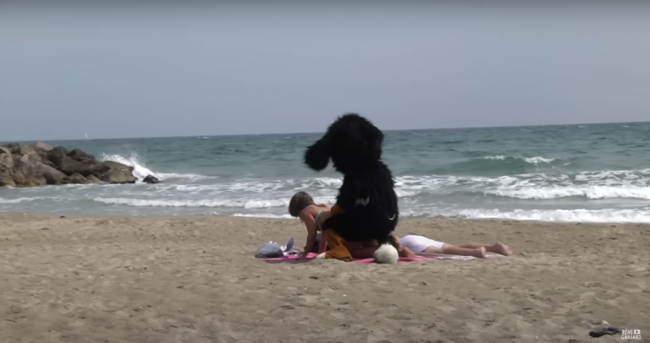 Dog